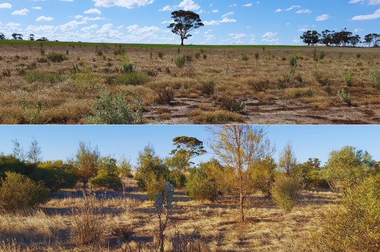 Four years of growth at Mark Patterson's property makes for an impressive change of scene. Picture supplied