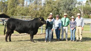 Top-priced bull at the 2024 National Limousin Show and Sale, Warrigal Thunder T33, purchased by Alexander Downs for $16,000, Merriwa, Stephen Gill, Alexander Downs, Rachel and Paul Relf, Warrigal Limousins, Peter Godbolt, Nutrien studstock, Audrey and Andrew Gill, Alexander Downs. Photo by Helen De Costa. 