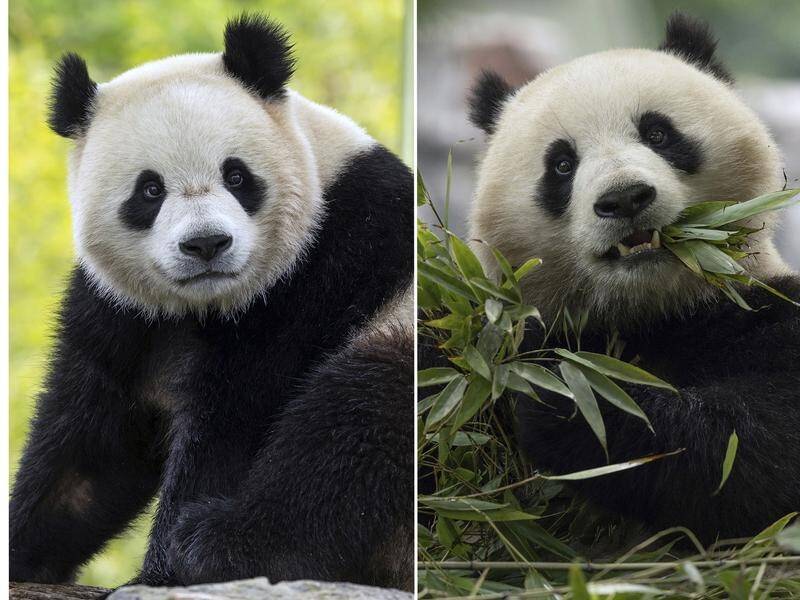 Two new giant pandas are returning to Washington's National Zoo from China this year. (AP PHOTO)